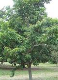 caqui